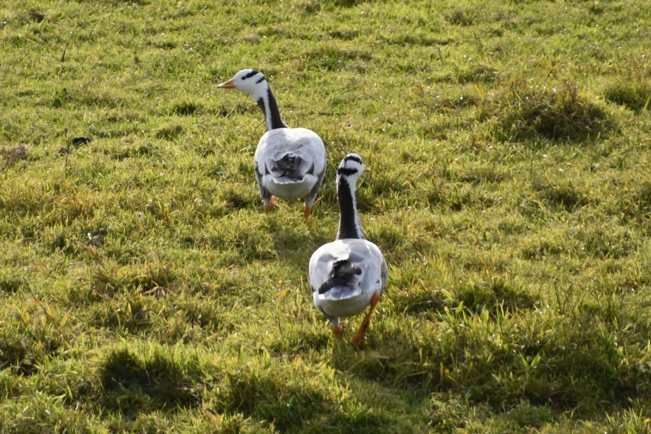 Indische ganzen - Vogels - 