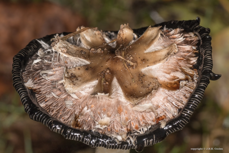 Inktzwam - Schimmels - Inktzwam