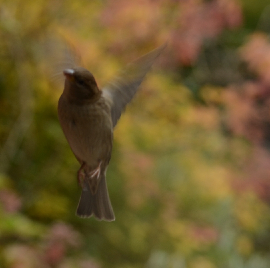 Is er iemand thuis - Vogels - Huismus