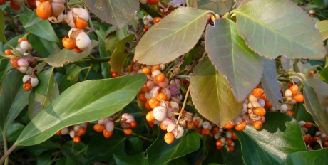 Japanse kardinaalsmuts