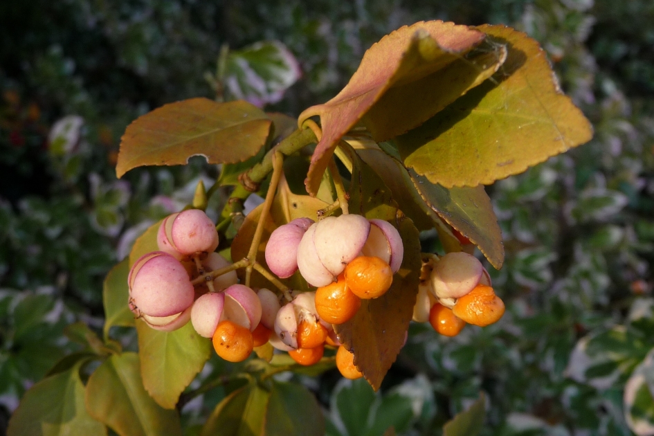 Japanse kardinaalsmuts - Planten - 