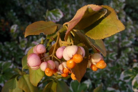 Japanse kardinaalsmuts