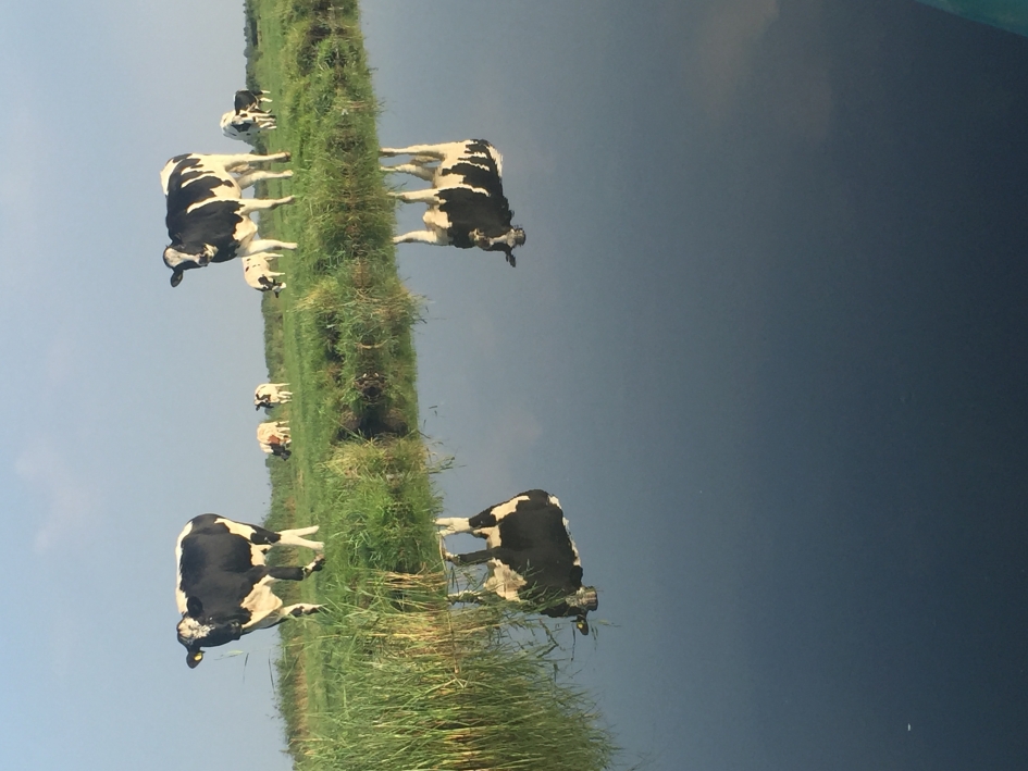 Jisp we veld in augustus - Weer en landschap - 