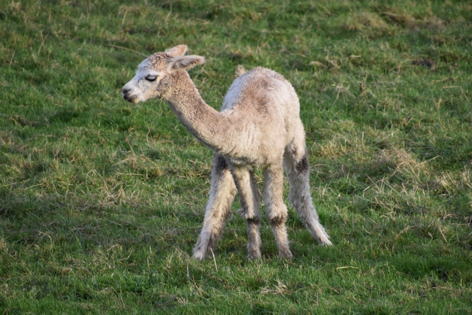Jonge alpaca - Zoogdieren - 