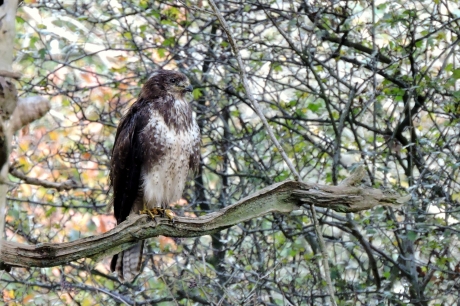 Jonge Buizerd