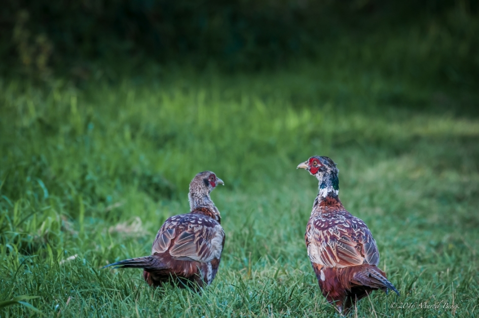 Jonge haantjes - Vogels - Fazant