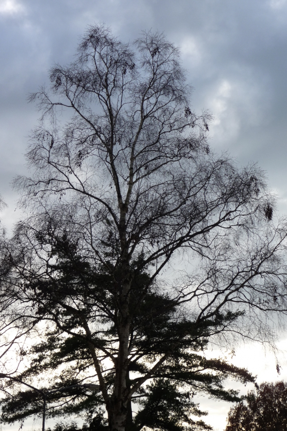 Kale berk - Planten - 