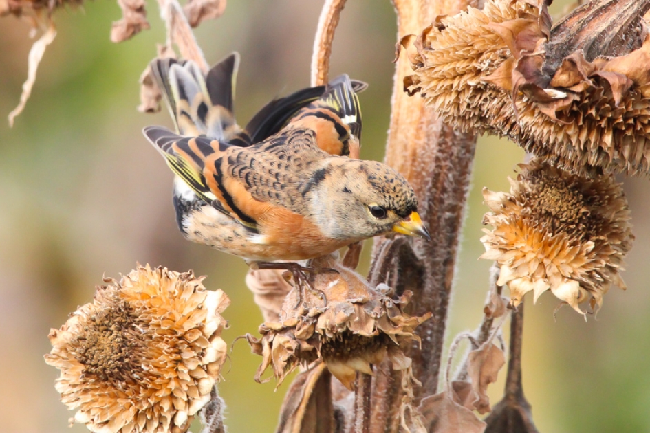 Keep in herfstkleuren - Vogels - Keep