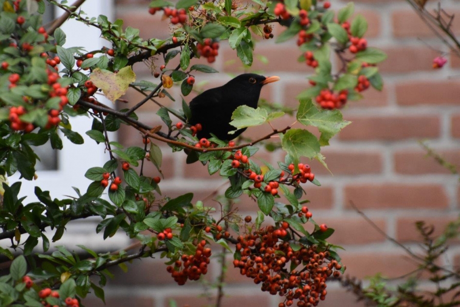 Keuzeprobleem - Vogels - 