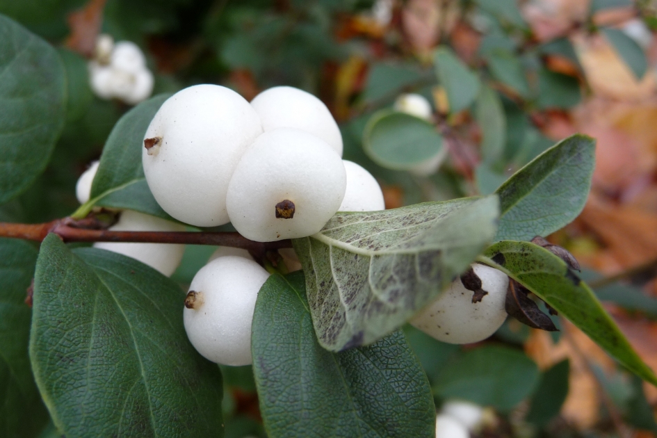 Sneeuwbessen - Planten - 