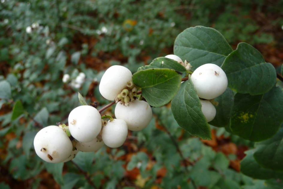 "Klapbessen" - Planten - 