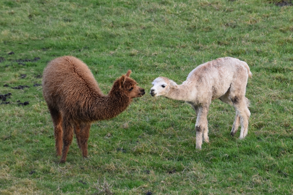 Klein en groot - Zoogdieren - 