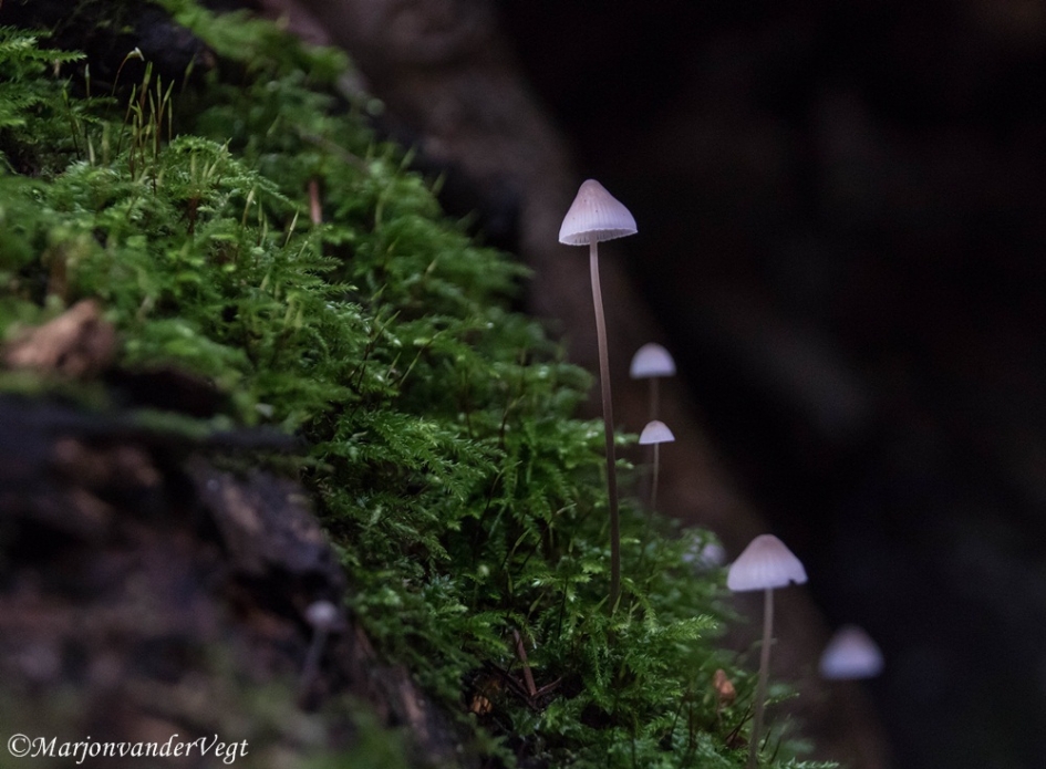 Klein maar fijn - Schimmels - paddenstoel