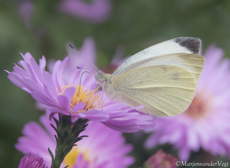 Klein witje - Geleedpotigen - Klein witje