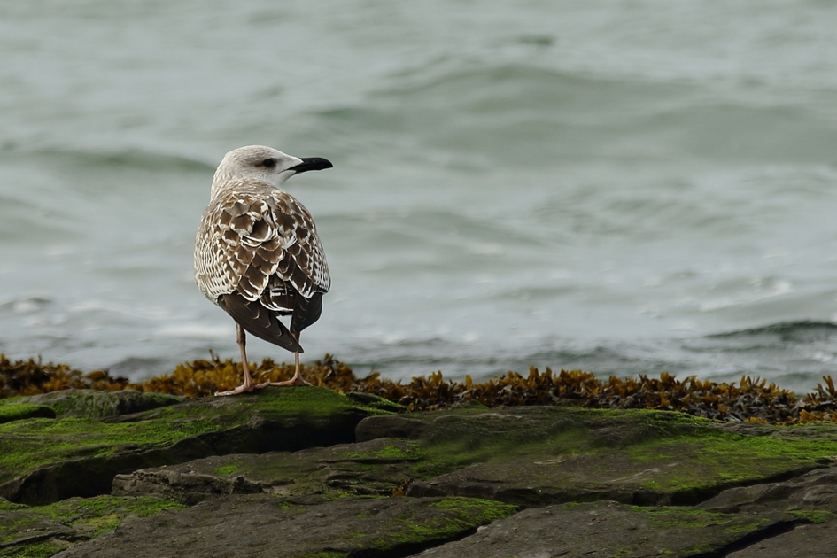 kleine mantelmeeuw -1ste kalenderjaar- - Vogels - 