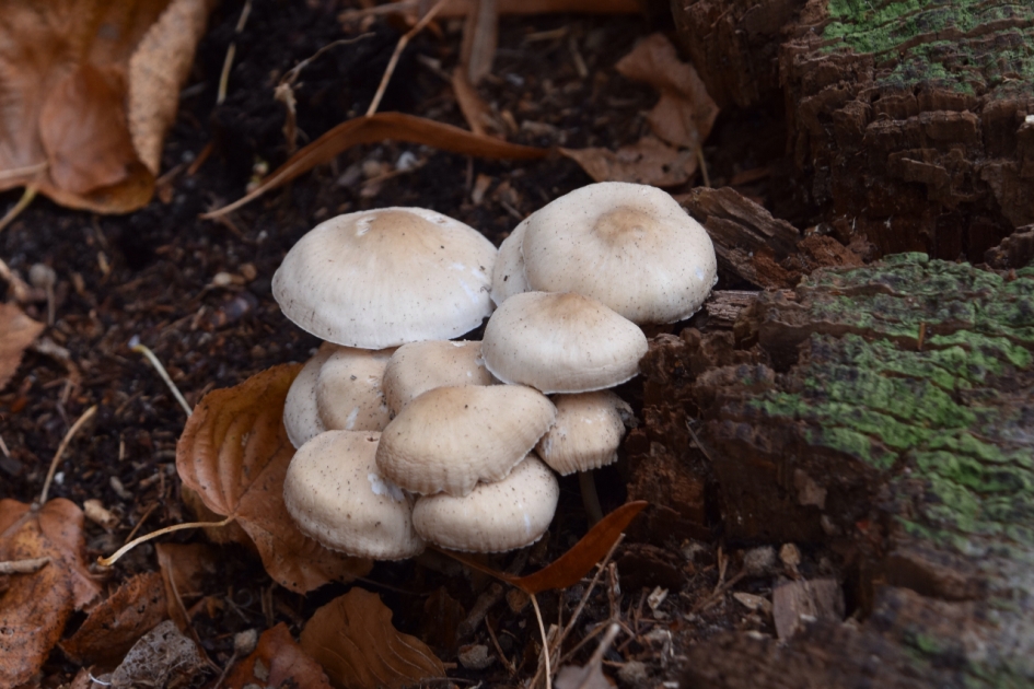 Kleine witte paddenstoeltjes - Schimmels - 
