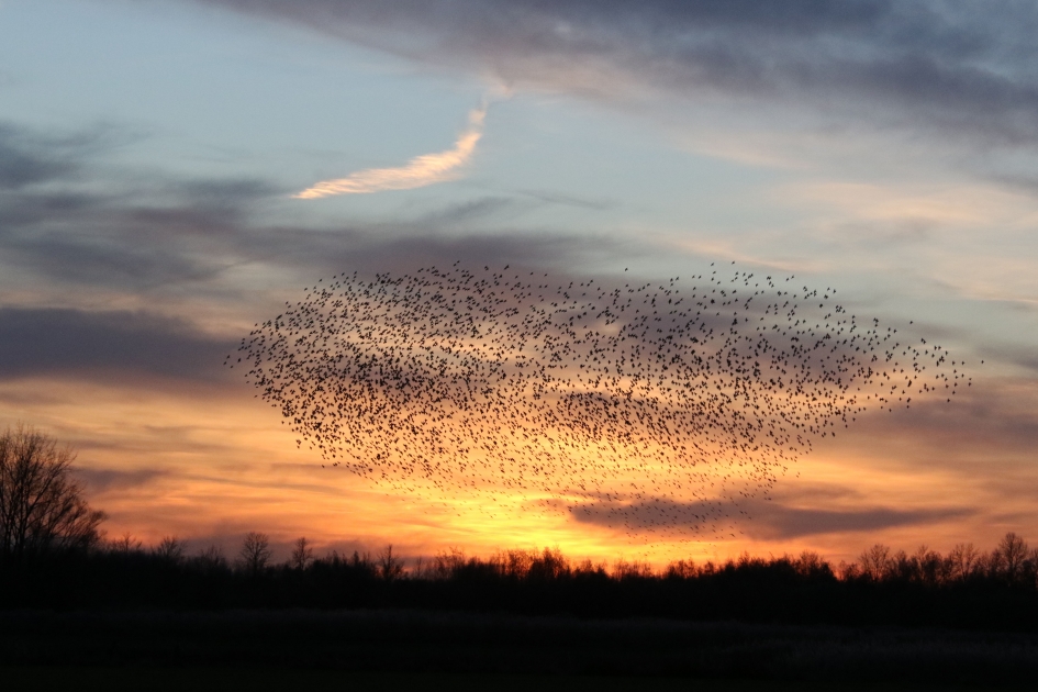 Kleurenpracht - Vogels - 