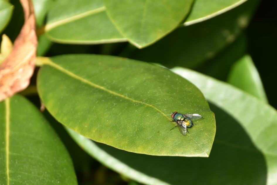 Kleurig... - Geleedpotigen - 