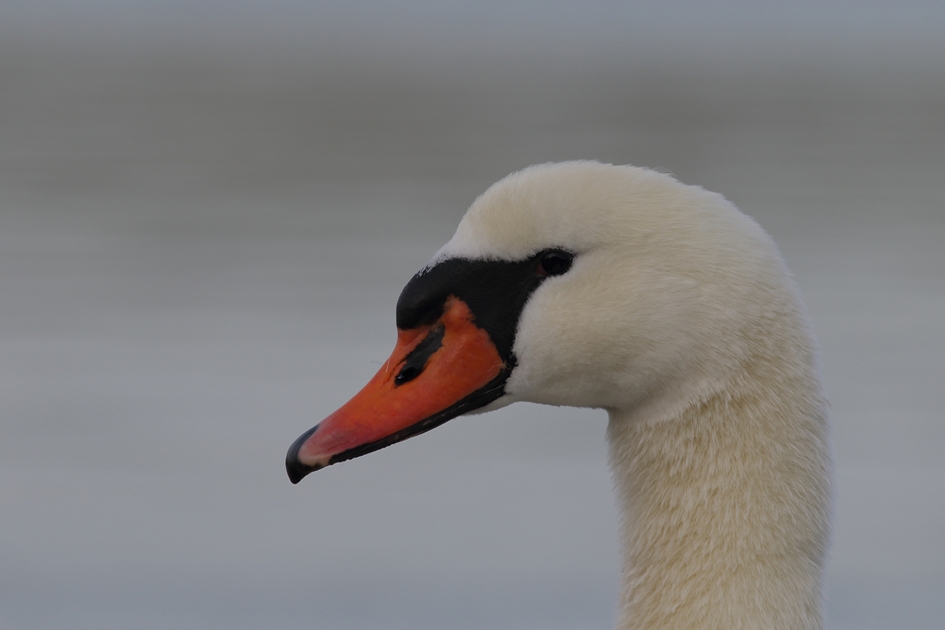 knobbelzwaan -v- - Vogels - 