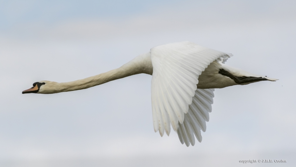Knobbelzwaan - Vogels - Knobbelzwaan