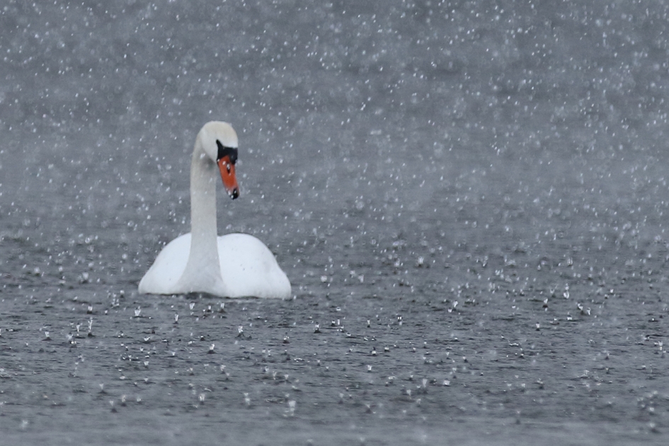 knobbelzwaan in regenbui - Vogels - 