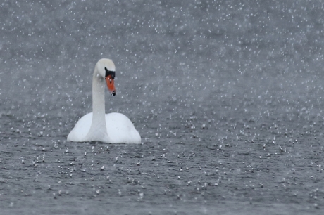 knobbelzwaan in regenbui