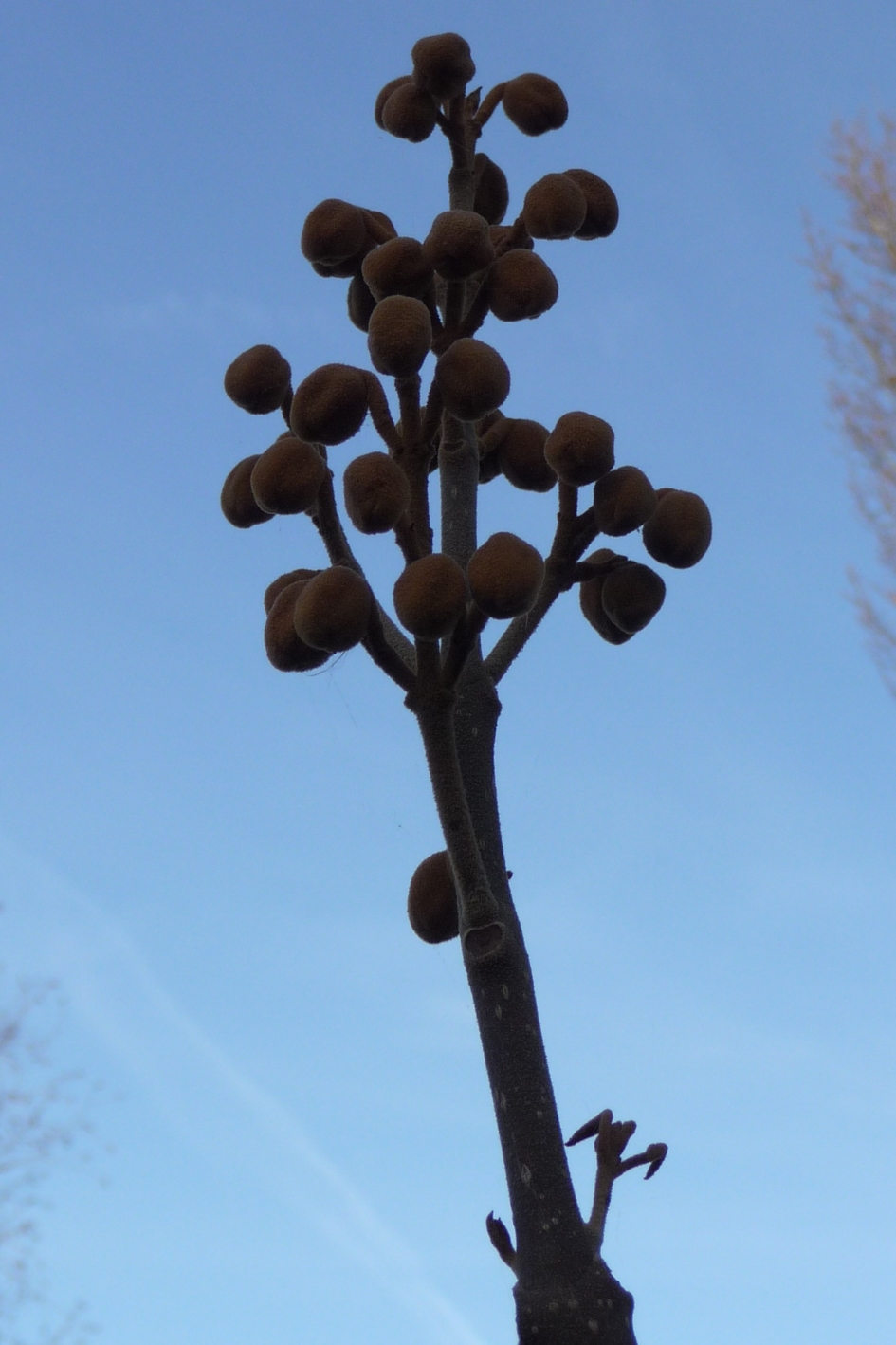 Knoppen van de Anna Paulownaboom - Planten - 