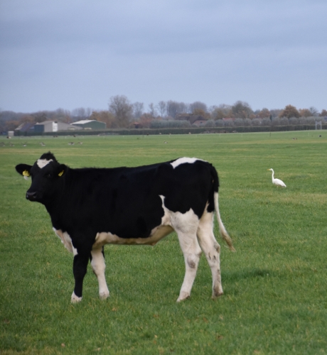 Koe met witte reiger
