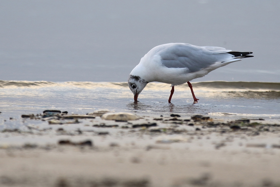 kokmeeuw -zomerkleed- - Vogels - 