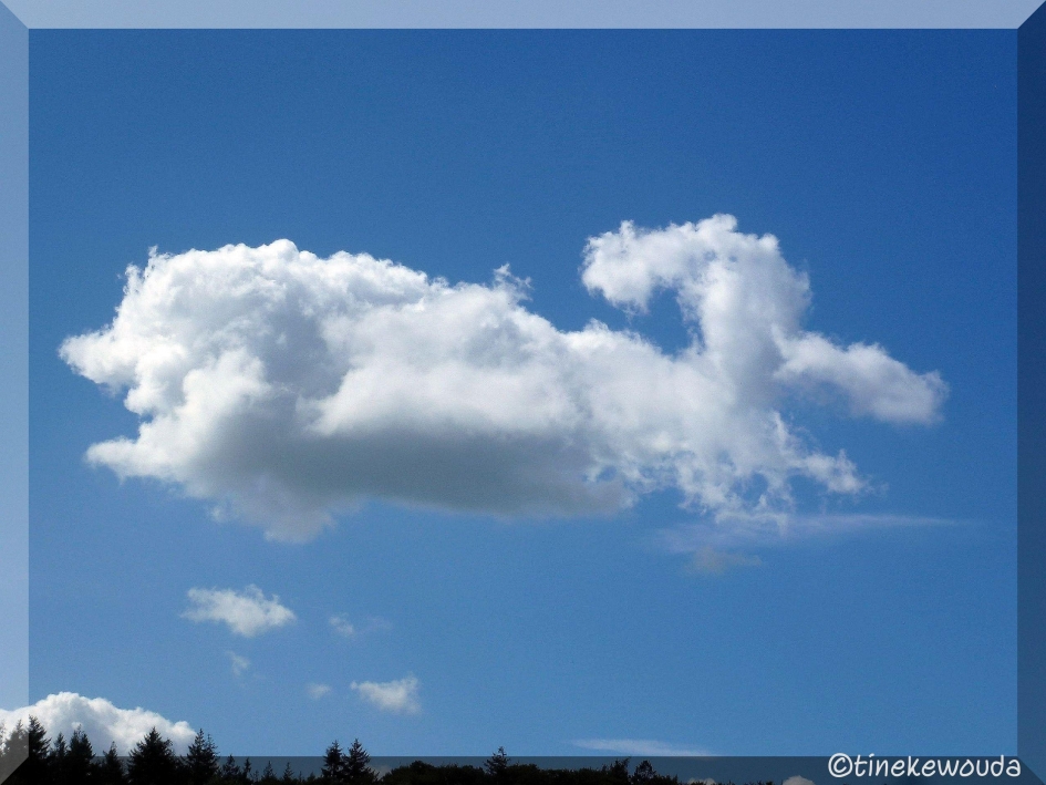 Konijn of zwijn? - Overig - 