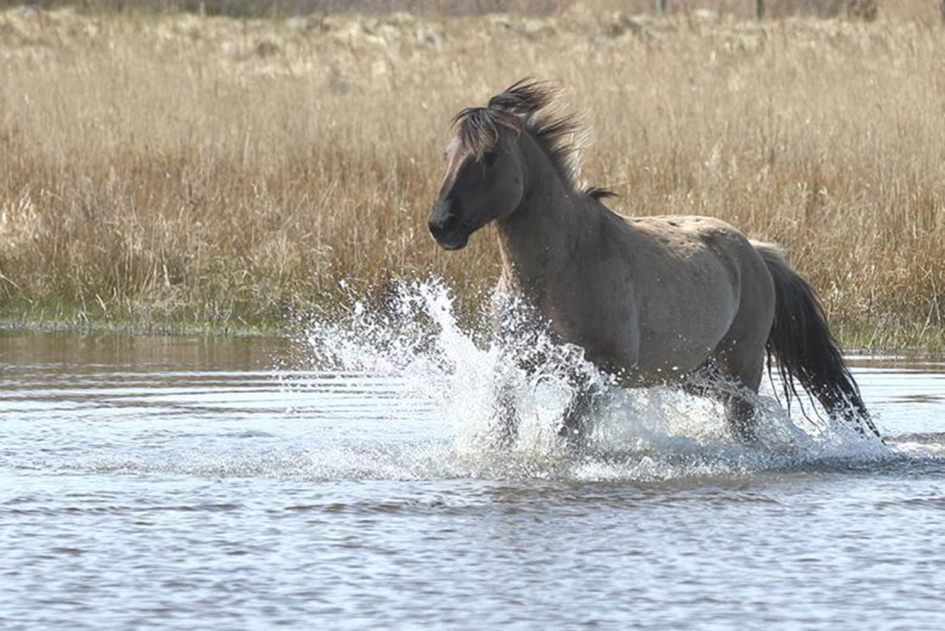 konikpaard - Zoogdieren - 