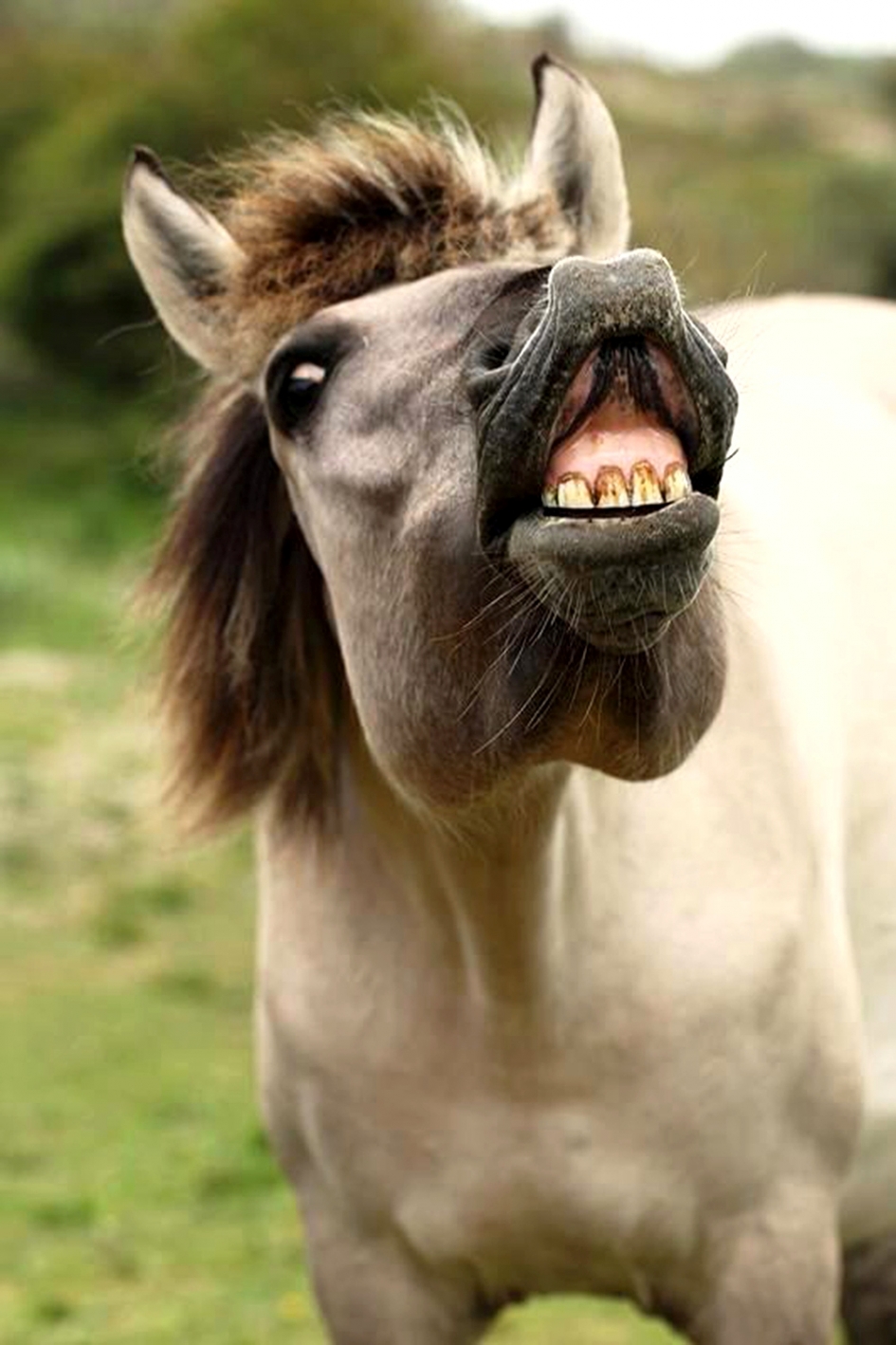 konikpaard - Zoogdieren - 