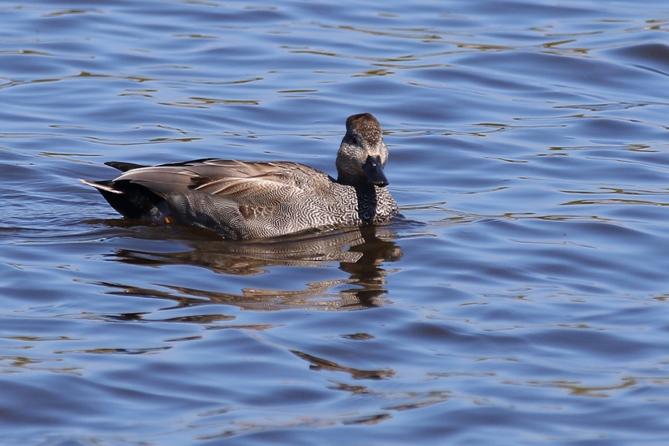 krakeend -m- - Vogels - 