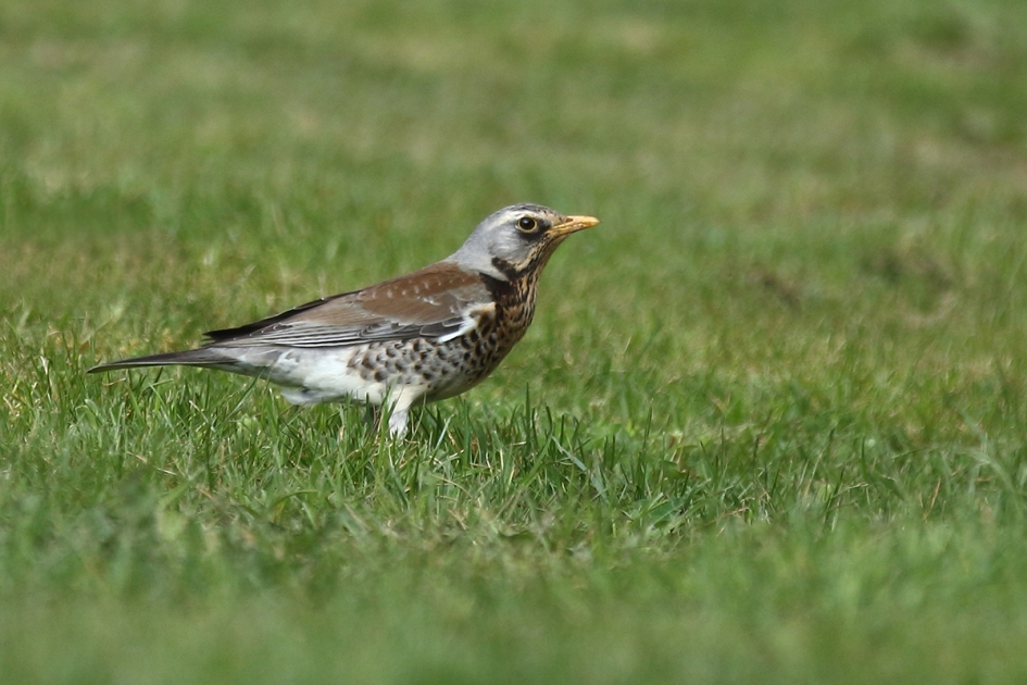 kramsvogel - Vogels - 