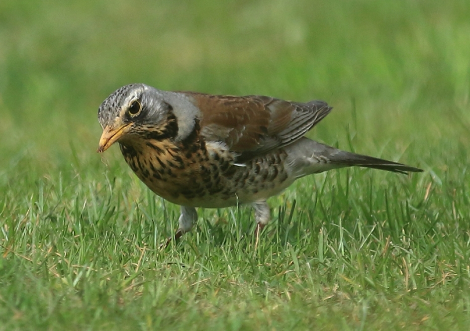 kramsvogel - Vogels - 
