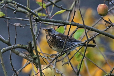 Kramsvogel in de appelboom