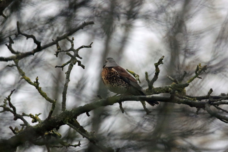 Kramsvogel op een koude ochtend - Vogels - 