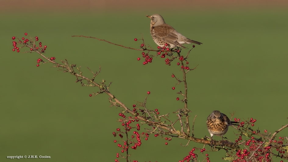 Kramsvogel(s) - Vogels - Kramsvogel