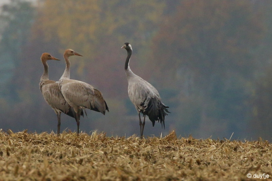 Kranig - Vogels - Kraanvogels