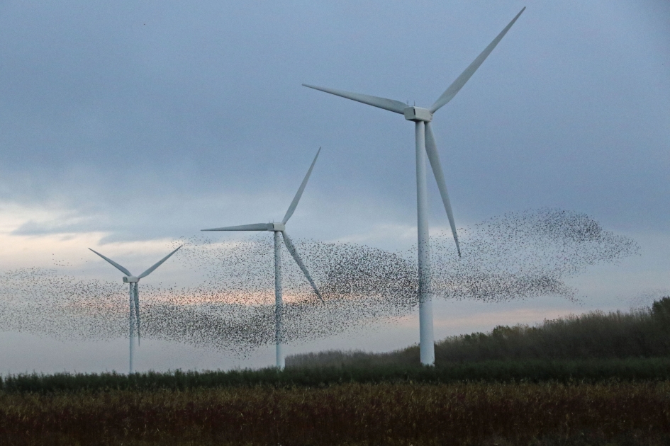 Kruip door, sluip door.. - Vogels - 