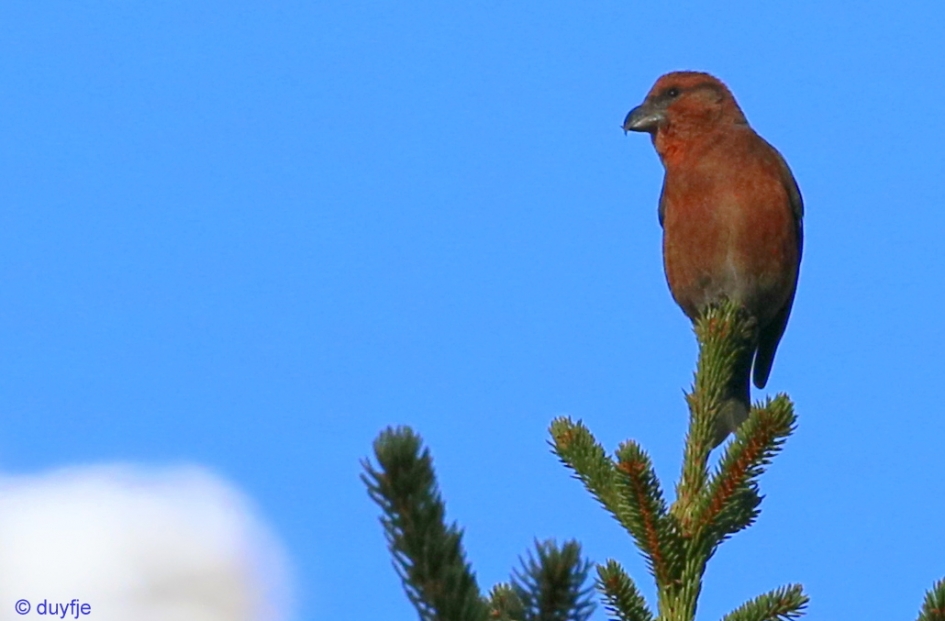 Kruisbek - Vogels - Kruisbek
