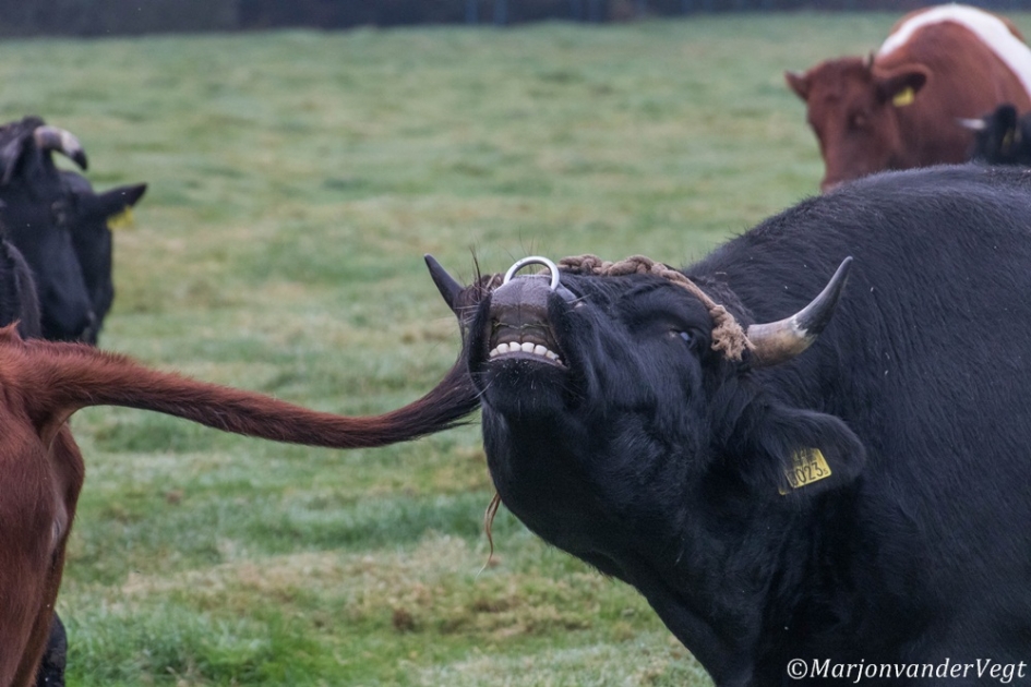 Lekker bekkie tandvlees - Zoogdieren - Lakenvelder