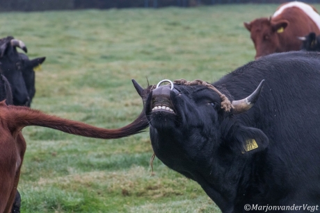 Lekker bekkie tandvlees