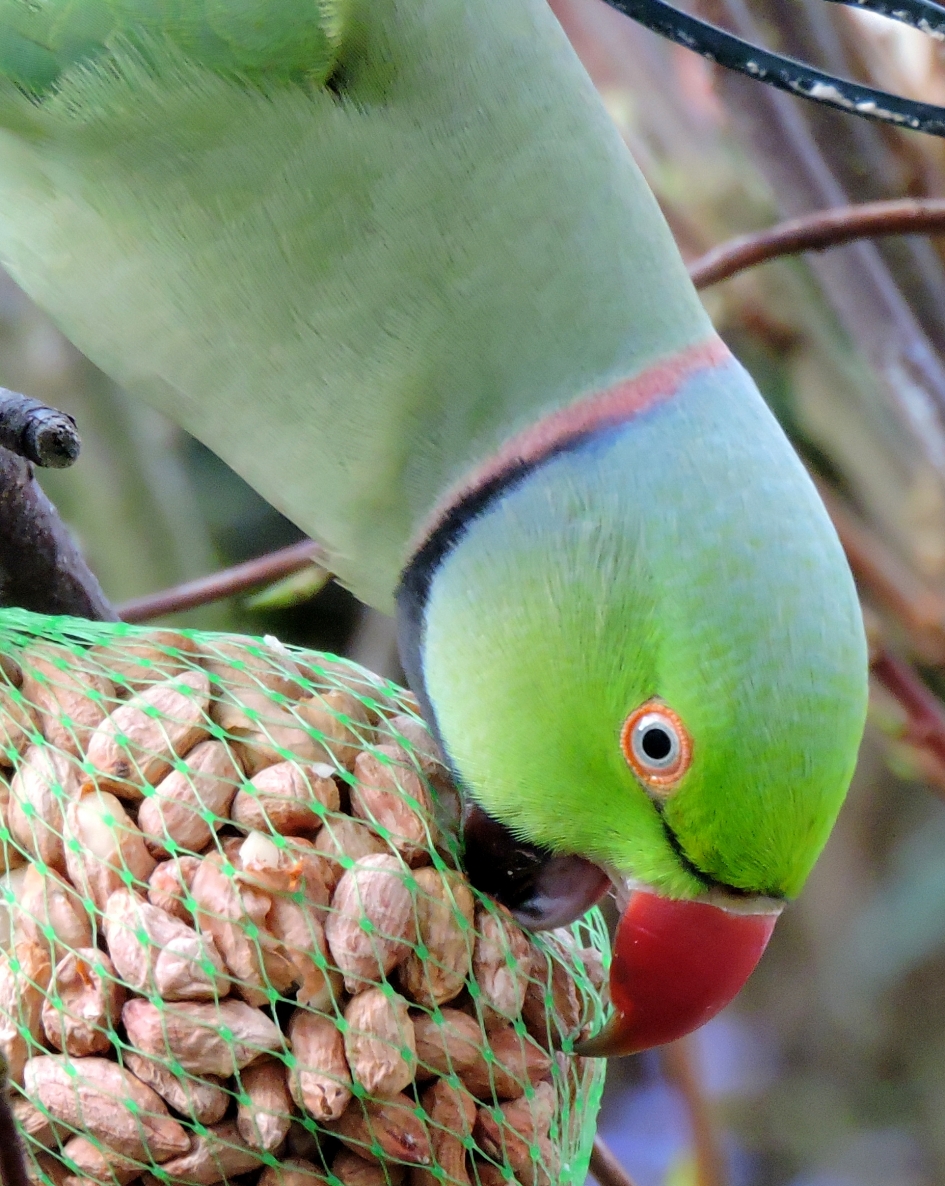 Lekker...pinda's!! - Vogels - Halsbandparkiet