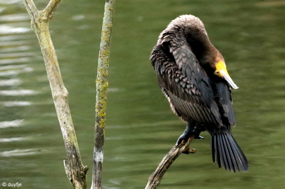 lenig - Vogels - Aalscholver