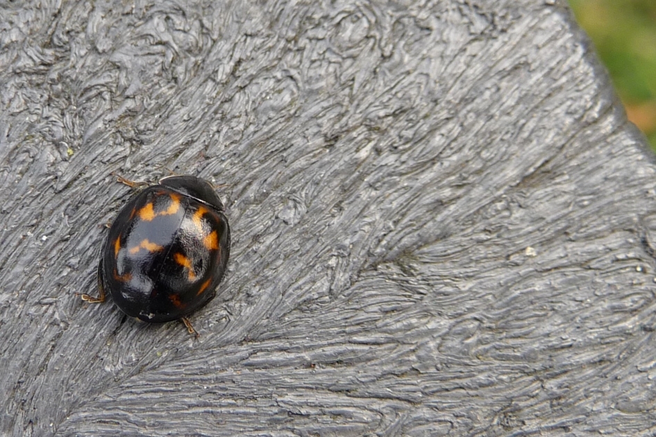 LHB... - Geleedpotigen - 