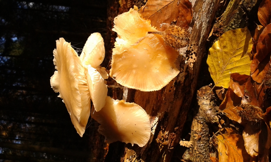 Licht uit, spot aan - Schimmels - 
