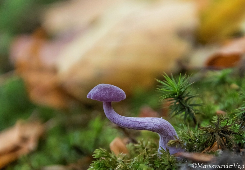 Links zo die gaat - Schimmels - Ametistzwam