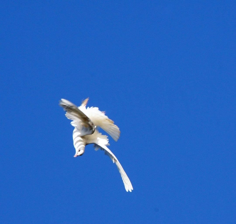 Lucht acrobaat /vredes duif - Vogels - Duif