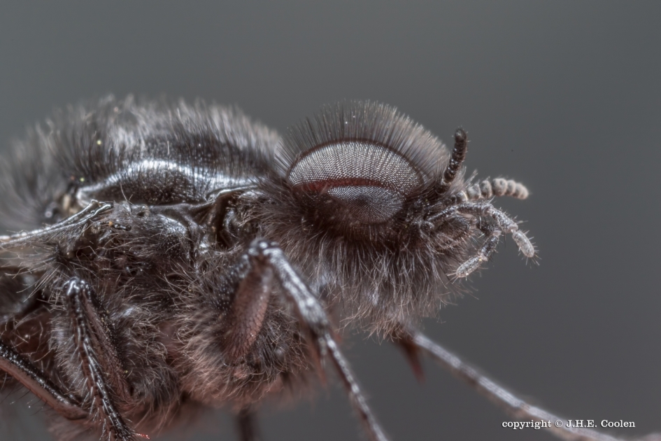 Maartse vlieg - Geleedpotigen - Maartse vlieg
